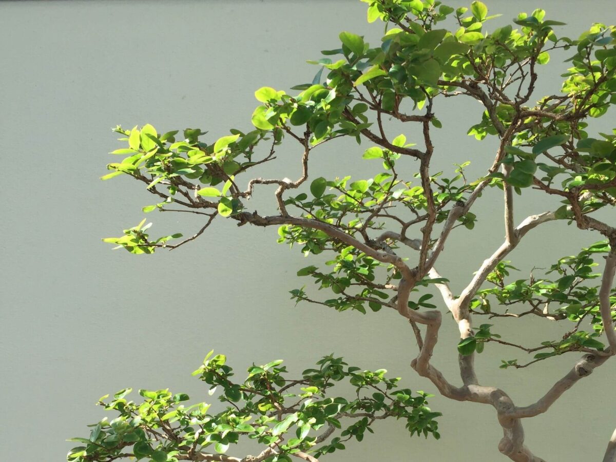 Heartbreaking and Heart Making - Delicate green tree against tan background