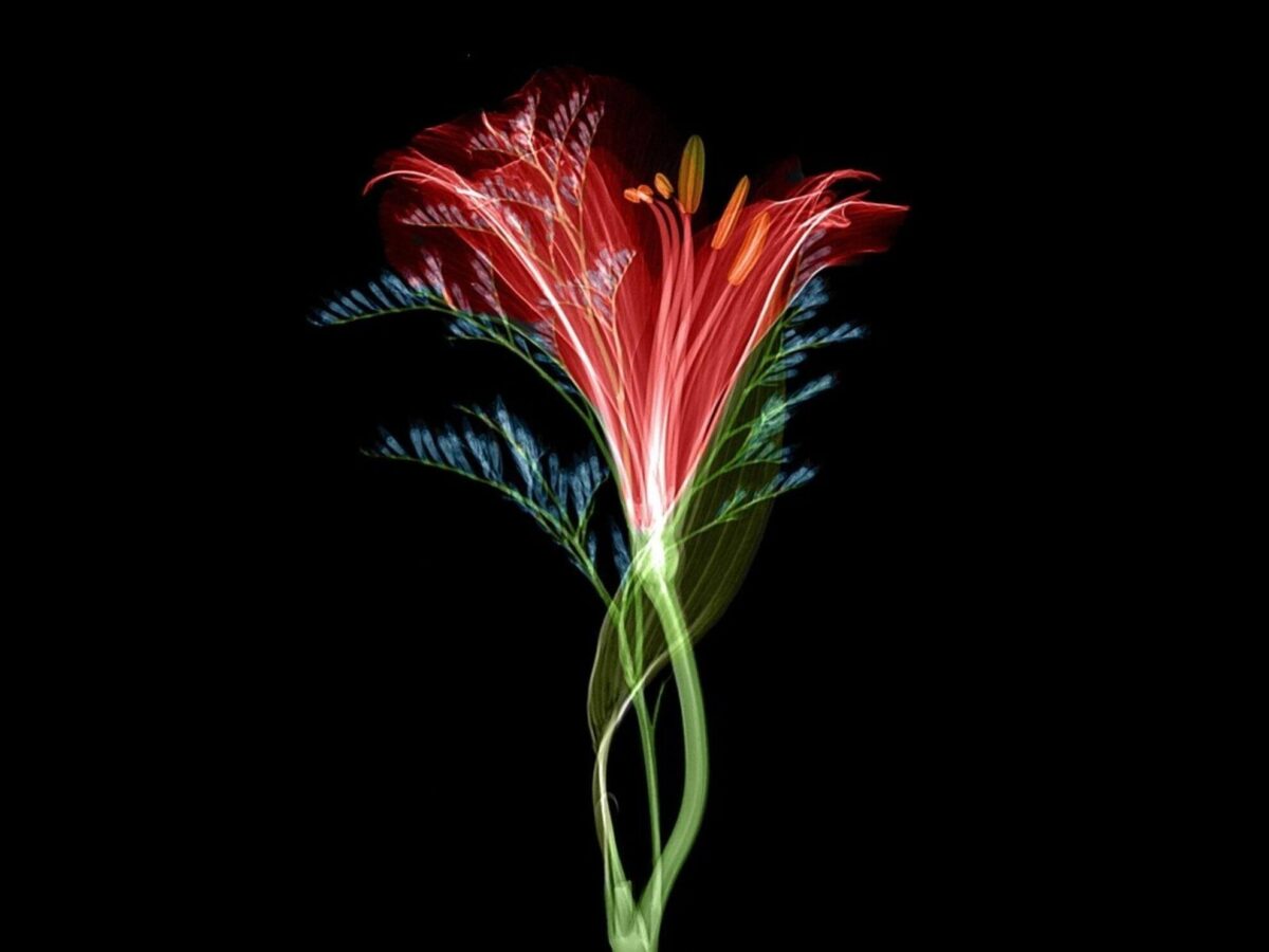 Writing X-Ray Vision - Colorful x-ray of a flower