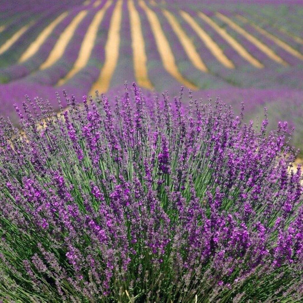 Field of lavender stretching to the horizon