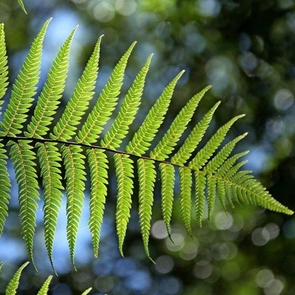Green fern against blue sky