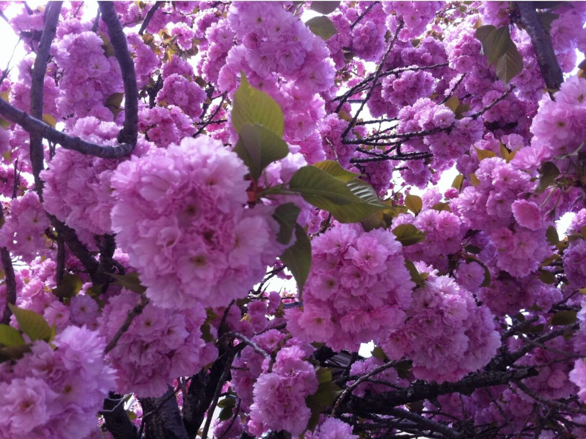 Bright pink blossoms - Contact Sylvie Beauvais